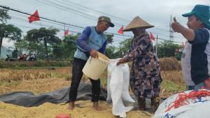 PANEN-padi-Ngantru-trenggalek.jpg