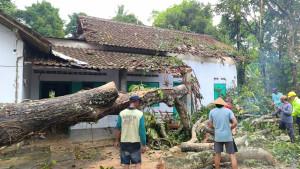 Pembersihan-pohon-tumbang-penataran-blitar.jpg