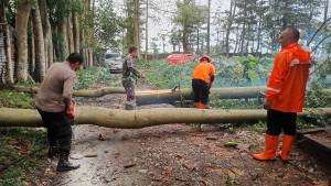 Petugas-Potong-pohon-tumbang-di-blitar.jpg