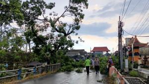 Pohon-tumbang-di-penataran-blitar.jpg