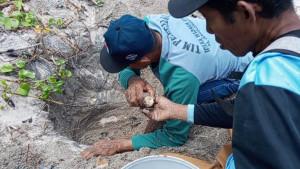 Pokdarwis-evakuasi-telur-penyu-di-tulungagung.jpg