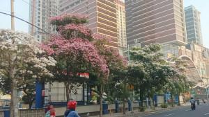 Tabebuya-Surabaya-mekar.jpg