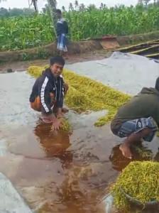 Tembakau-rajang-Bondowoso-terendam-air-hujan.jpg