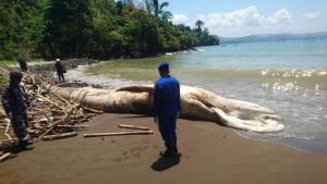 fOto-lagi-paus-balin-di-Pantai-Nglarap-Tulungagung.jpg