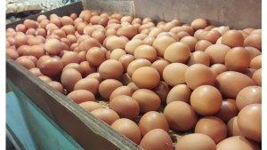 harga-telur-ayam-turun.jpg