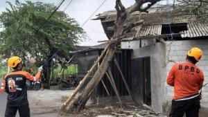 pohon-tumbang-di-kota-dan-kabupaten-blitar.jpg