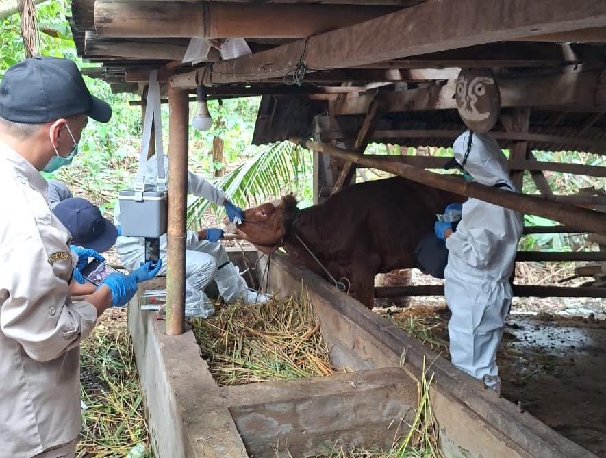 Disnakkan-Kabupaten-Blitar-mengambil-sampel-air-liur-sapi-yang-terjangkit-PMK.jpg