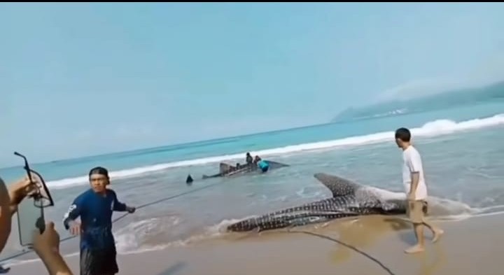 Geger Geden Warga Pacitan Berbondong-bondong Lihat Dua Hiu Tutul Terdampar di Pantai Wonocaki
