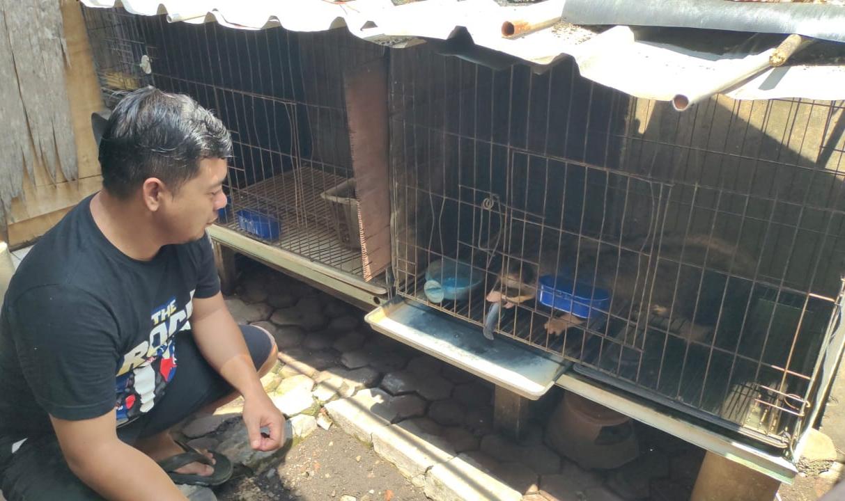 Pembudidaya-musang-pandan-di-Kota-kediri.jpg