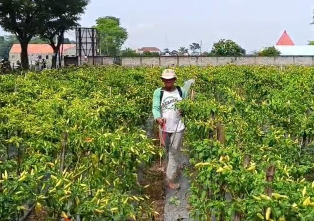 Petani-cabai-rawit-Kabupaten-blitar.jpg
