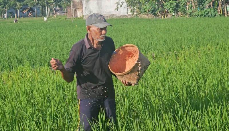 Petani-pupuk-padi-di-Trenggalek.jpg