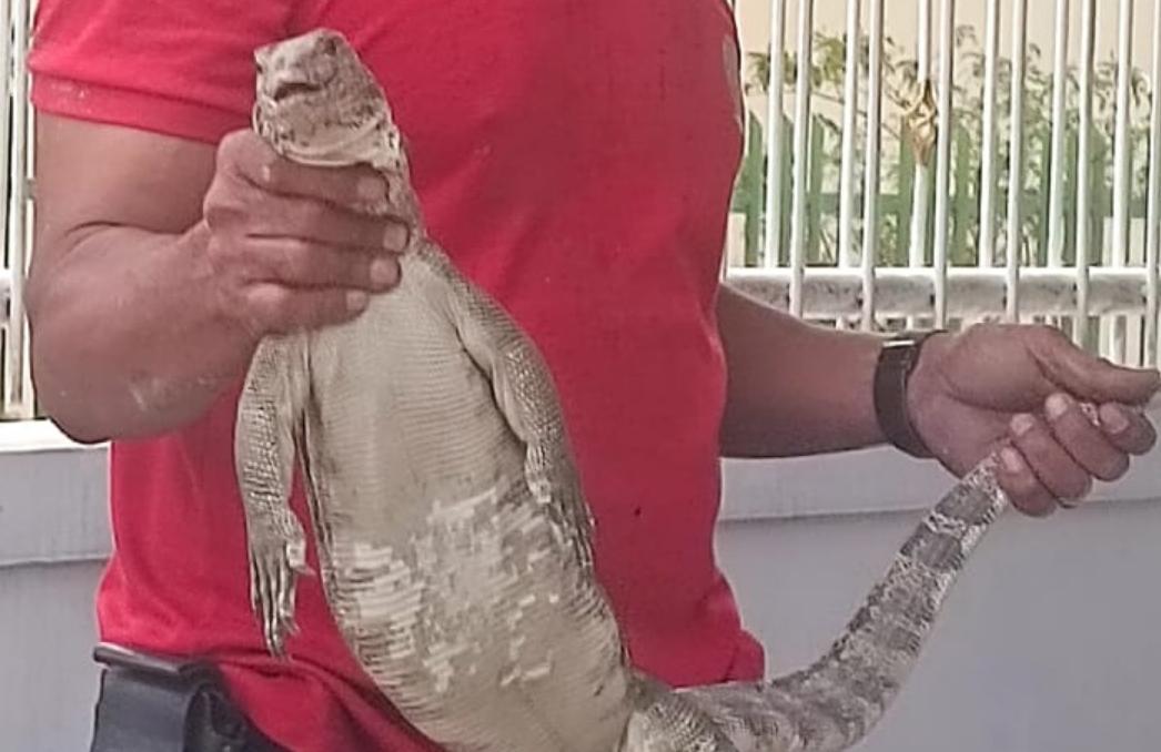 Petugas-Damkar-Kabupaten-Kediri-evakuasi-biawak-Minggu-1462026.jpg