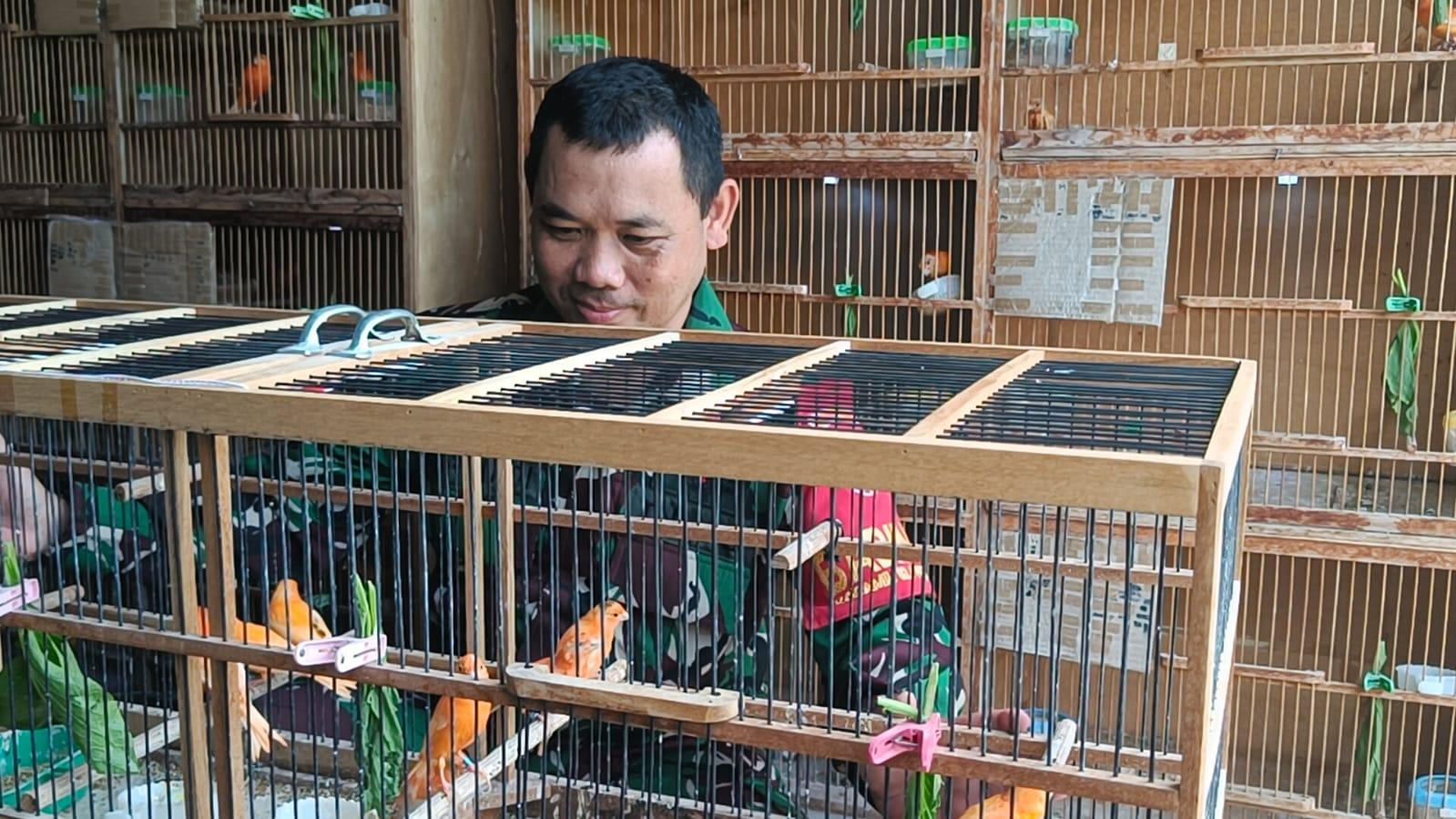Sertu-Supriadi-peternak-Kenari-merah-lokal.jpg