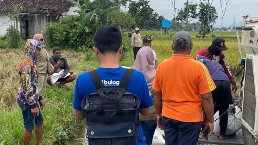 Tim-Bulog-Cabang-Tulungagung-membeli-langsung-gabah-petani-di-Desa-Sanan-Tulungagung.jpg