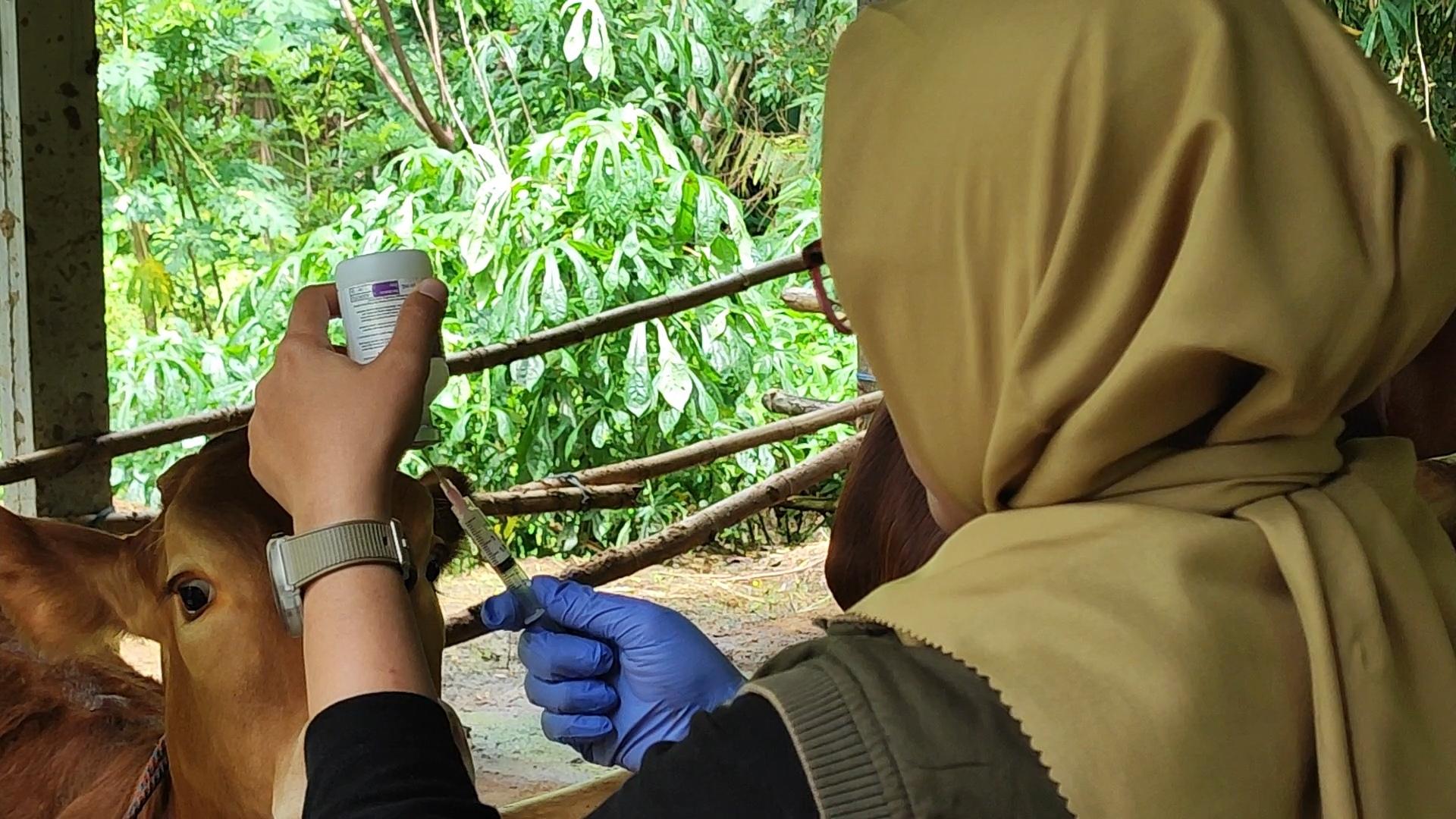 Vaksinasi-PMK-Pada-hewan-di-trenggalek.jpg