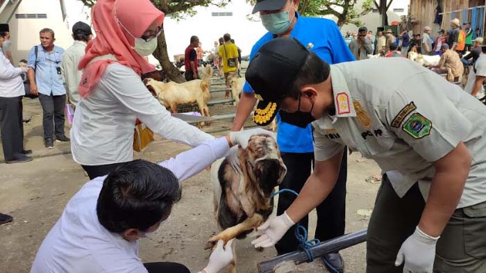 pemeriksaan-hewan-di-pasar-hewan-trenggalek.jpg