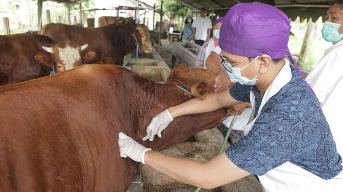 pemeriksaan-hewan-kurban-di-surabaya.jpg
