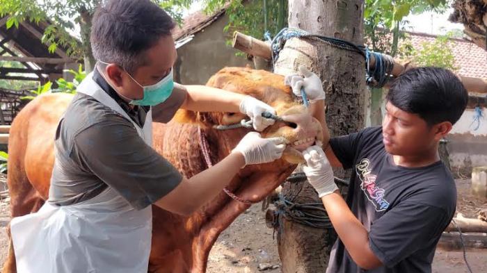 pemeriksaan-sapi-kurban-di-kabupaten-kediri-oleh-DKPP.jpg