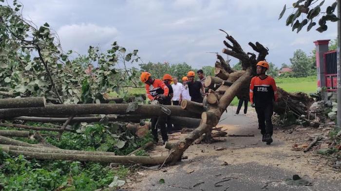 pohon-tumbang-di-kota-blitar-hari-ini.jpg