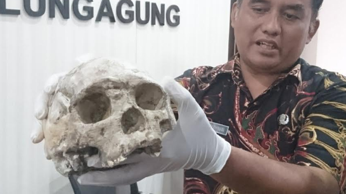 replika-tulang-tengkorak-homo-wajakensis.jpg