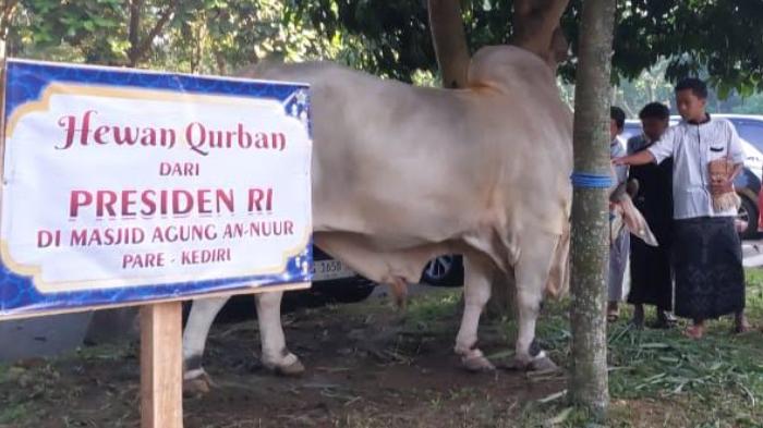 sapi-kurban-presiden-prabowo-di-masjid-agung-an-nuur-pare-kediri.jpg