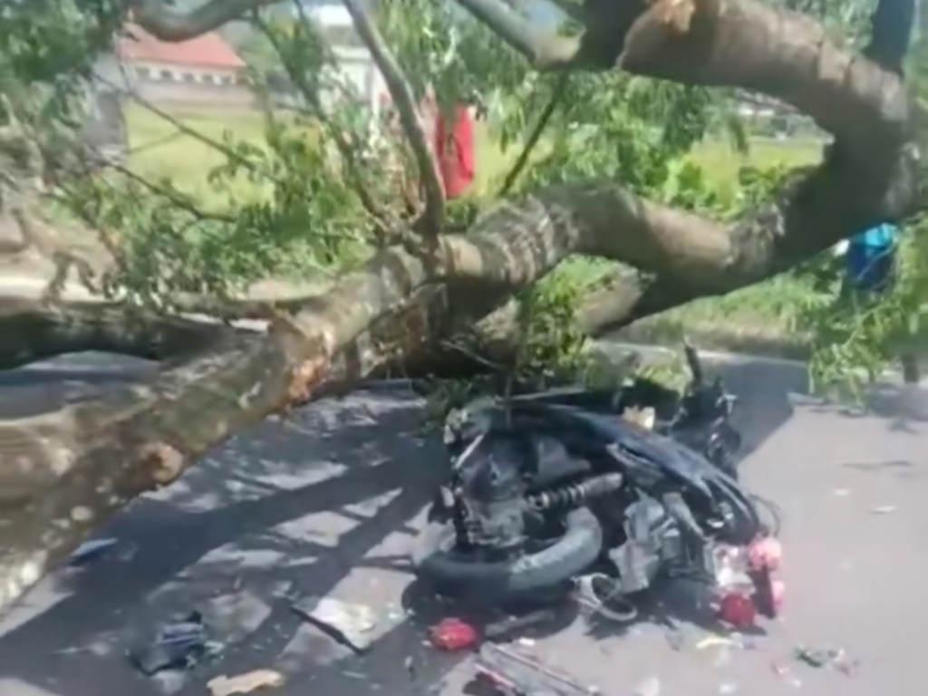 sepeda-motor-tertimpa-pohon-tumbang-di-trenggalek.jpg