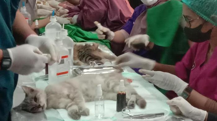 sterilisasi-kucing-liar-di-polresta-malang-kota.jpg