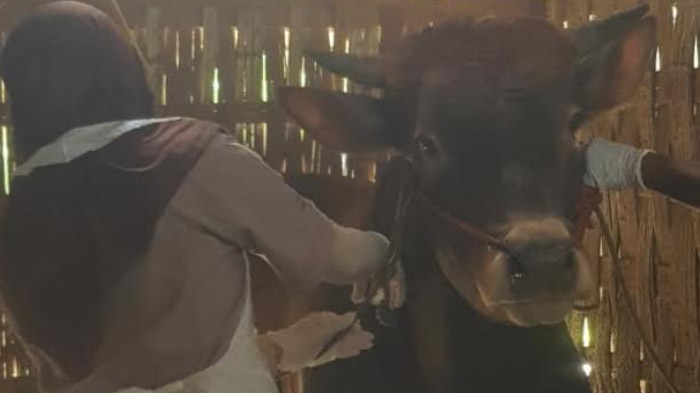 Pemkab Sampang Sudah Mulai Melakukan Penyuntikan Vaksinasi PMK ke Ternak Milik Warga