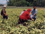 ASN-di-Kediri-borong-sayur-petani.jpg
