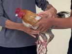 Barang-bukti-pencurian-ayam-di-tulungagung.jpg