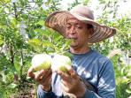Jambu-Kristal-agrowisata-Moyoketen-Tulungagung.jpg