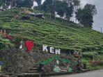 Kebun-teh-sirah-kencong-di-wlingi-blitar.jpg