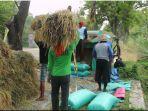 Para-Petani-Sedang-Panen-Gabah-Di-Ponorogo.jpg