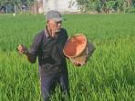 Petani-pupuk-padi-di-Trenggalek.jpg