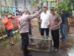 Polisi-mulai-berburu-monyet-liar-yang-serang-warga-Desa-Mojogemi.jpg