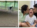 Rafathar-mengalami-insiden-jatuh-dari-kuda-saat-sedang-berlatih.jpg