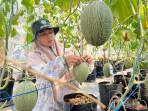 Tambahan-fOto-urban-farming-melon-Kediri.jpg