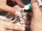 pengobatan-kucing-liar-di-pasar-setono-betek.jpg