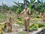 perusakan-pohon-pisang-di-lamongan-karena-terinspirasi-konten-Salam-Dari-Binjai.jpg