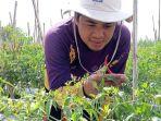 petani-cabai-di-kabupaten-tulungagung.jpg