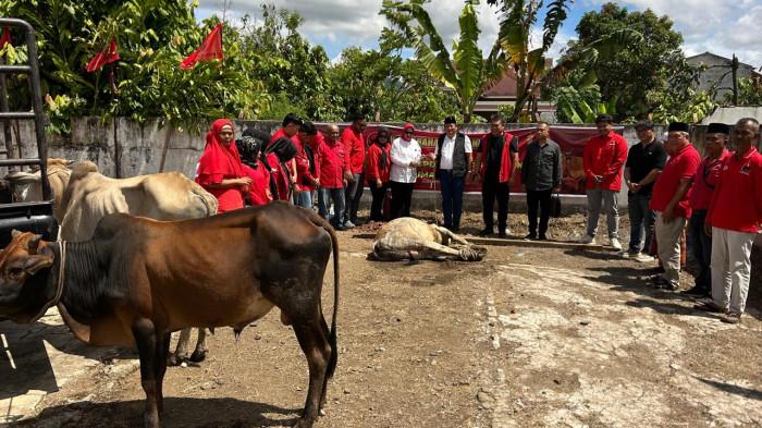113 sapi kurban PDIP Sumut menjelang Bulan Bung Karno dan Hari Raya Iduladha.