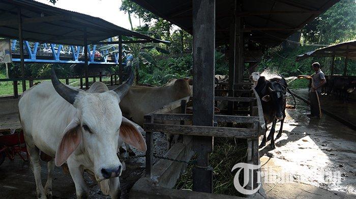 Berita Foto: Jelang Iduladha 1444 Hijriah, Peternakan Hewan Kurban Mulai Kebanjiran Pesanan - 13062023_HEWAN_KURBAN_DANIL_SIREGAR_1jpg.jpg