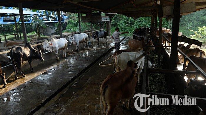 Berita Foto: Jelang Iduladha 1444 Hijriah, Peternakan Hewan Kurban Mulai Kebanjiran Pesanan - 13062023_HEWAN_KURBAN_DANIL_SIREGAR_2jpg.jpg