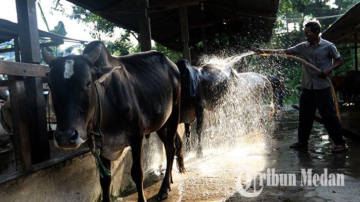 Berita Foto: Jelang Iduladha 1444 Hijriah, Peternakan Hewan Kurban Mulai Kebanjiran Pesanan - 13062023_HEWAN_KURBAN_DANIL_SIREGAR_3jpg.jpg