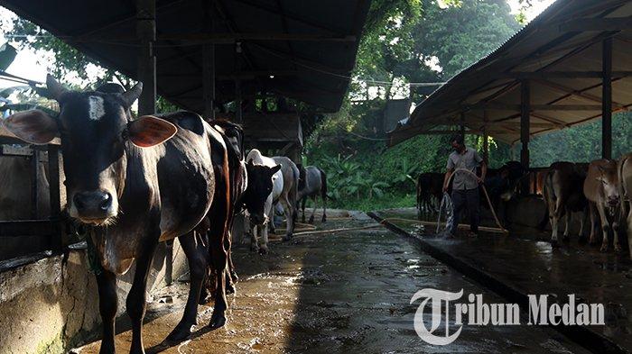 Berita Foto: Jelang Iduladha 1444 Hijriah, Peternakan Hewan Kurban Mulai Kebanjiran Pesanan - 13062023_HEWAN_KURBAN_DANIL_SIREGARjpg.jpg