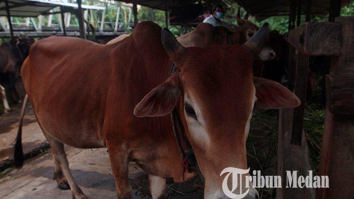 Kasus Penyakit Mulut dan Kuku Ternak Merebak, Kadis Peternakan Sumut Enggan Tutup Pasar Ternak