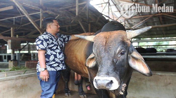 Peternak hewan kurban Rahmat membelai sapinya di Peternakan Memet Jalan T Amir Hamzah, Tandem Hilir I, Kecamatan Hamparan Perak, Kabupaten Deliserdang, Rabu (14/6) siang. Sapi dari Presiden Jokowi yang akan disembelih pada Hari Raya Idul Adha 1444 Hijriah berjenis Limosin dengan bobot 1 ton 20 kilogram.