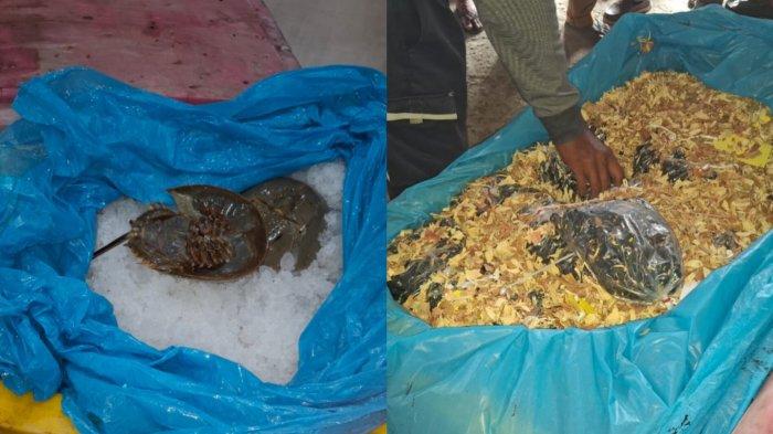 Bea Cukai Teluk Nibung Gagalkan Penyeludupan Belangkas dan Bibit Sawit ke Malaysia