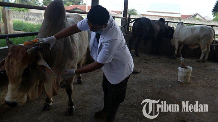 Berita Foto: RPH Kota Medan Pastikan Sapi Potong Mereka Aman dari Penyakit Mulut dan Kuku (PMK) - 18052022_PEMERIKSAAN_KESEHATAN_SAPI_DANIL_SIREGAR_2jpg.jpg
