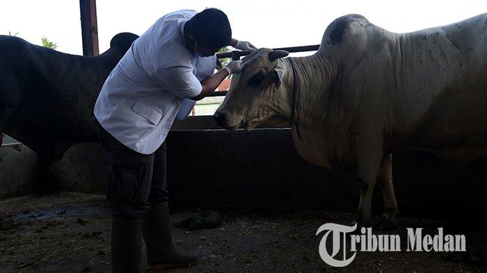 Berita Foto: RPH Kota Medan Pastikan Sapi Potong Mereka Aman dari Penyakit Mulut dan Kuku (PMK) - 18052022_PEMERIKSAAN_KESEHATAN_SAPI_DANIL_SIREGAR_3jpg.jpg